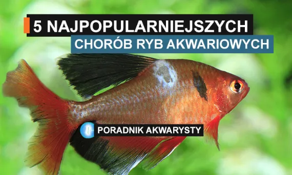 Choroby ryb akwariowych, objawy chorej ryby