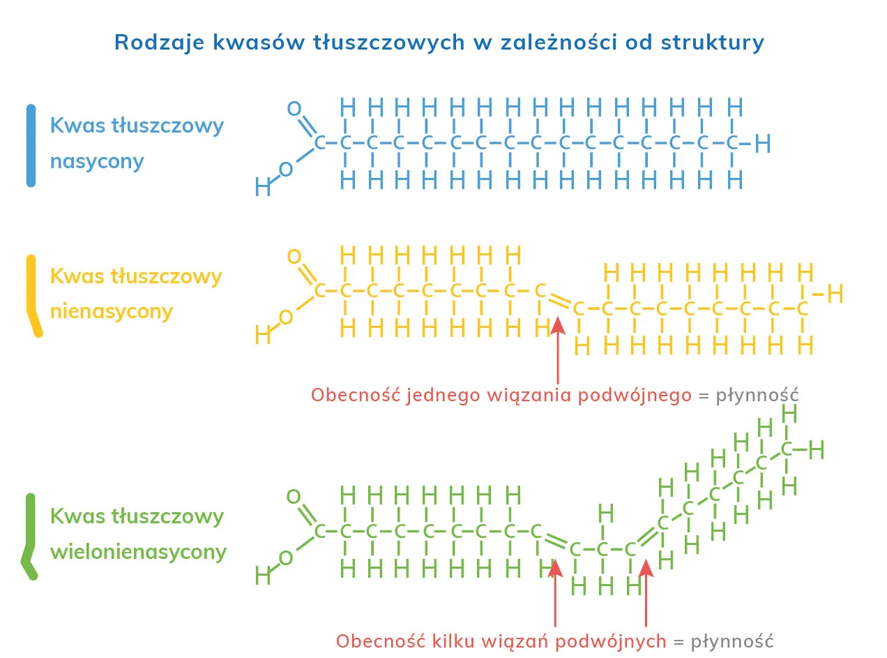 budowa kwas&oacute;w tłuszczowych nasyconych i nienasyconych