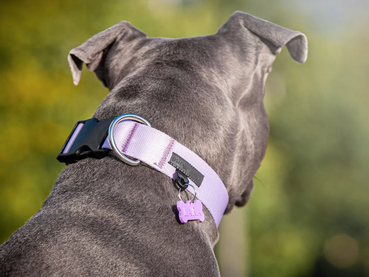 szelki guard dla psa i obroża z adresówką