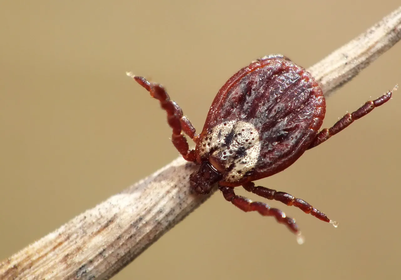 kleszcz łąkowy Dermacentor reticulatus wygląd