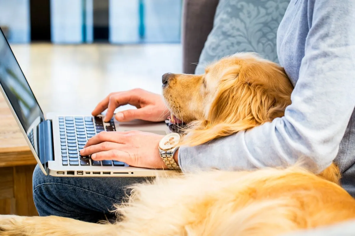 Hund und Mensch schauen auf Laptop mit Buchungsportal