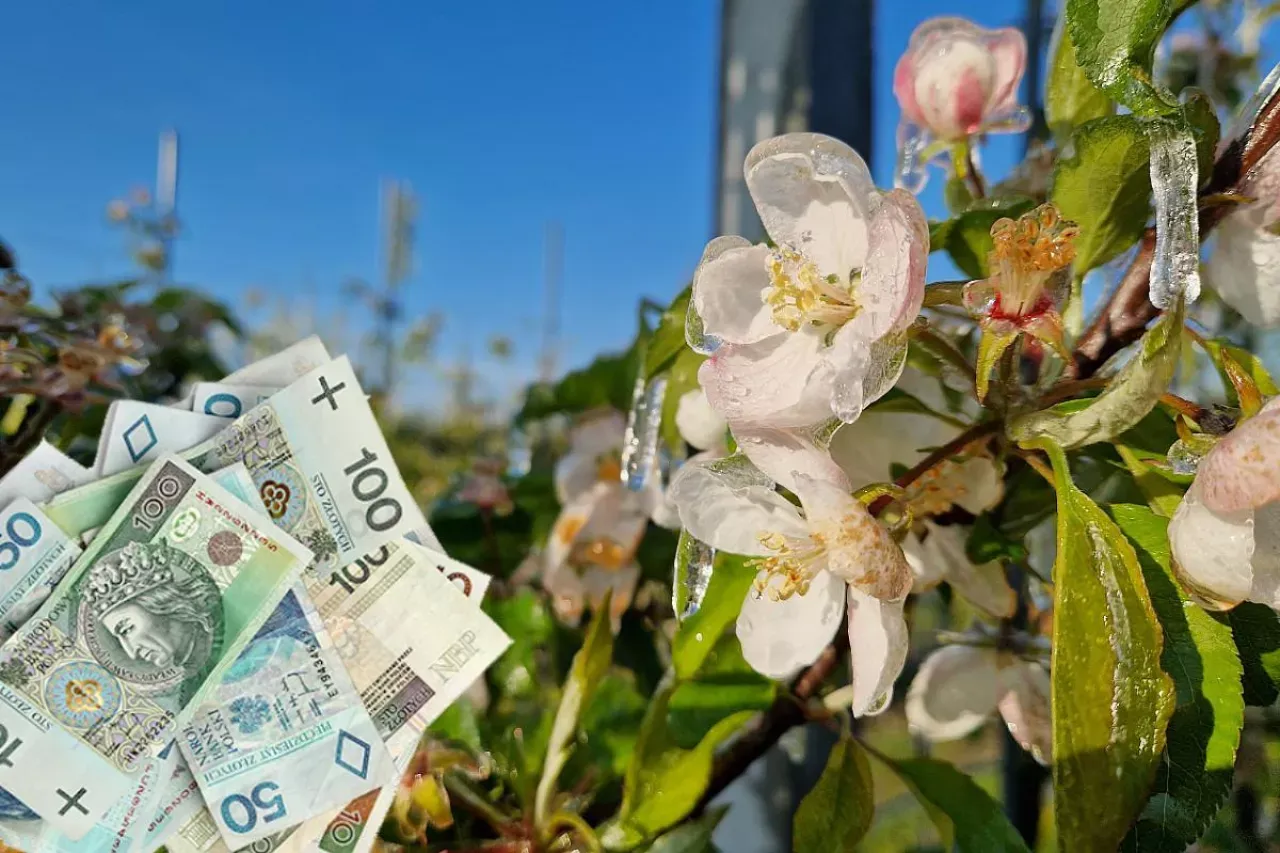 Kwiaty jabłoni pokryte lodem, a obok stos banknot&oacute;w. Aktualności sadownicze pokazują, że pogoda może wpłynąć na zyski.