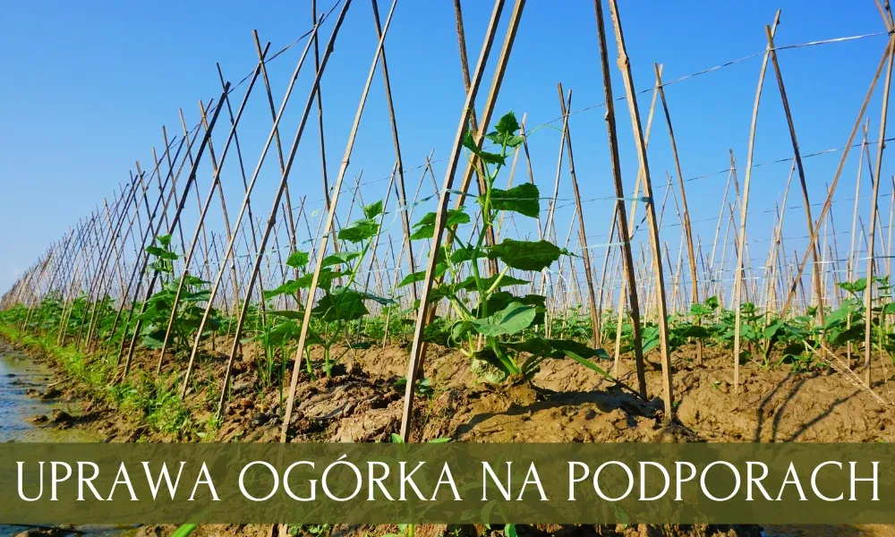 ogórki na podporach