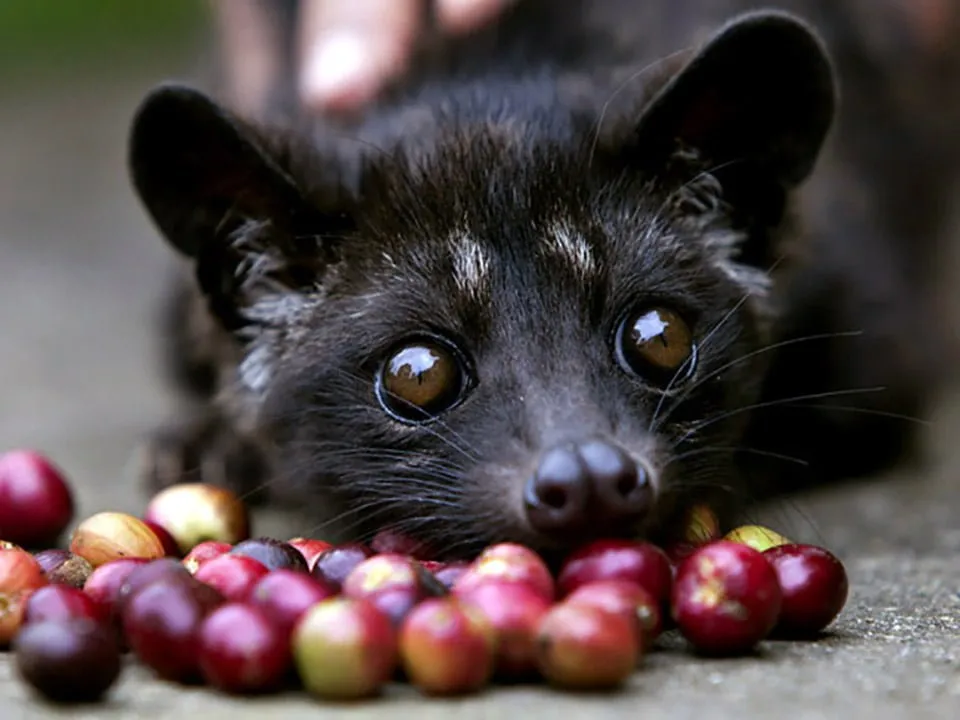 Kopi Luwak ziarna i cyweta