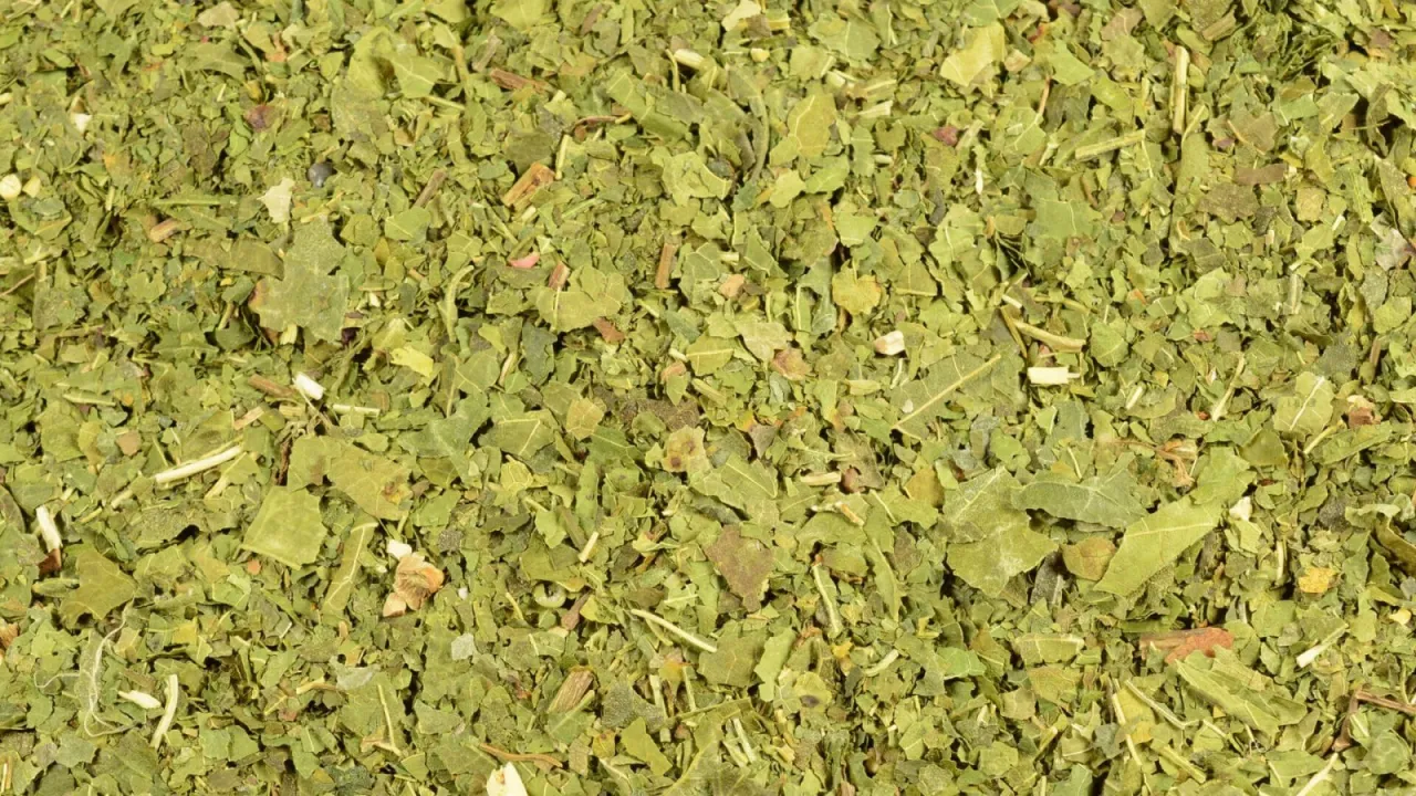 Morwa biała liście herbata