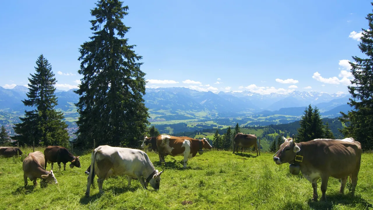 Allg&auml;u Landschaft Alpenpanorama Daheim in den Bergen