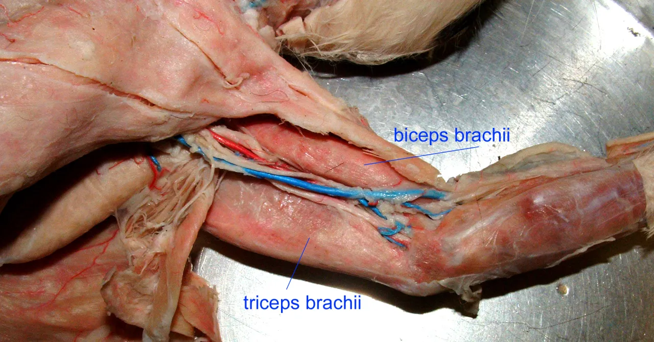 anatomia tricepsa głowy mięśni