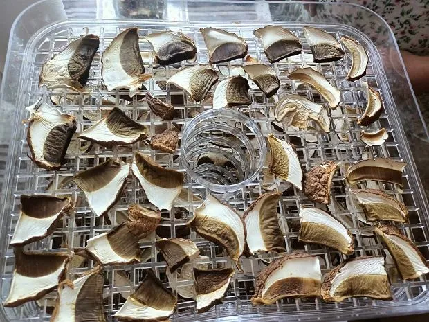 prawidłowe układanie grzybów na sitach suszarki