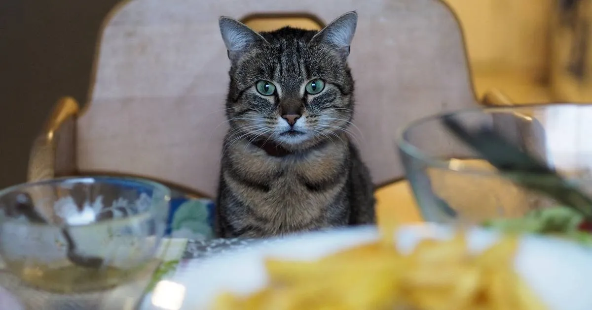 smutny kot patrzący na talerz z frytkami