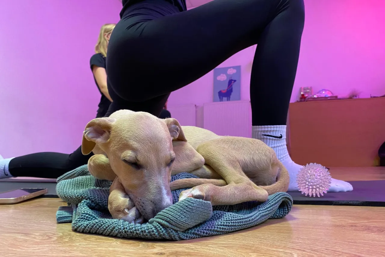 mapa Polski puppy yoga miasta