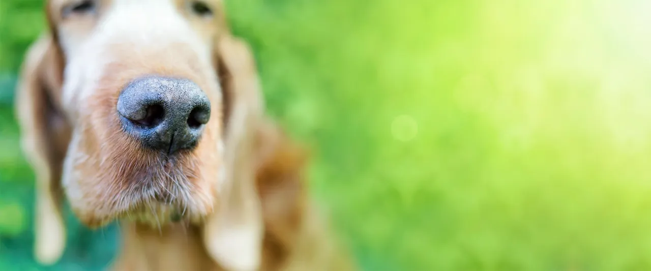 koszt odrobaczenia psa weterynarz