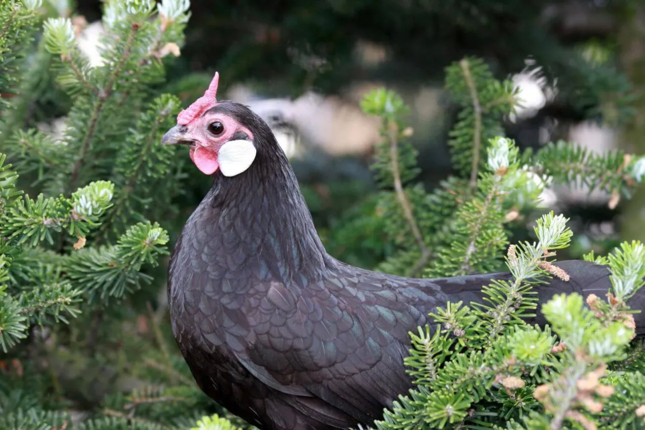 Czarna kura ozdobna rasy z różowym grzebieniem i białymi kolczykami, siedząca wśród gałęzi świerku.