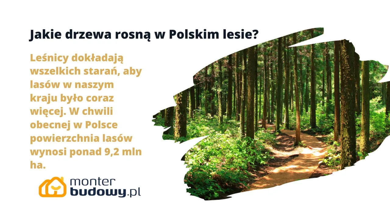 Zdjęcie Jakie drzewa rosną w lesie? Odkryj niezwykłe gatunki w Polsce