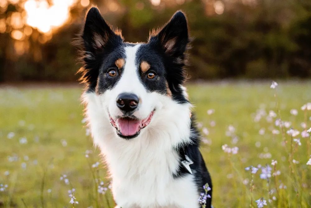 Zdjęcie Jak wytresować border collie - skuteczne metody dla inteligentnych psów