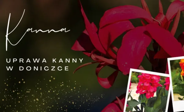 Zdjęcie Co posadzić obok kanny, aby stworzyć piękną i harmonijną kompozycję?