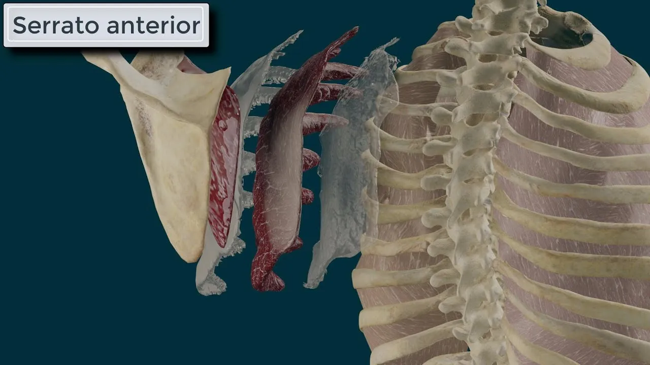 Zdjęcie Todo sobre los músculos serratos anteriores: anatomía y funciones esenciales