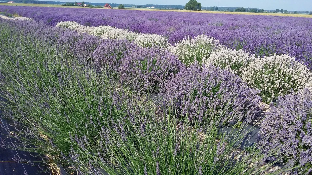 Zdjęcie Jak uprawiać lawendę dla przyjemności i zysku - sprawdzone metody