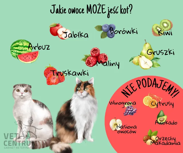Zdjęcie Uwaga: Czy koty mogą jeść szczypiorek? Poznaj niebezpieczne skutki dla pupila