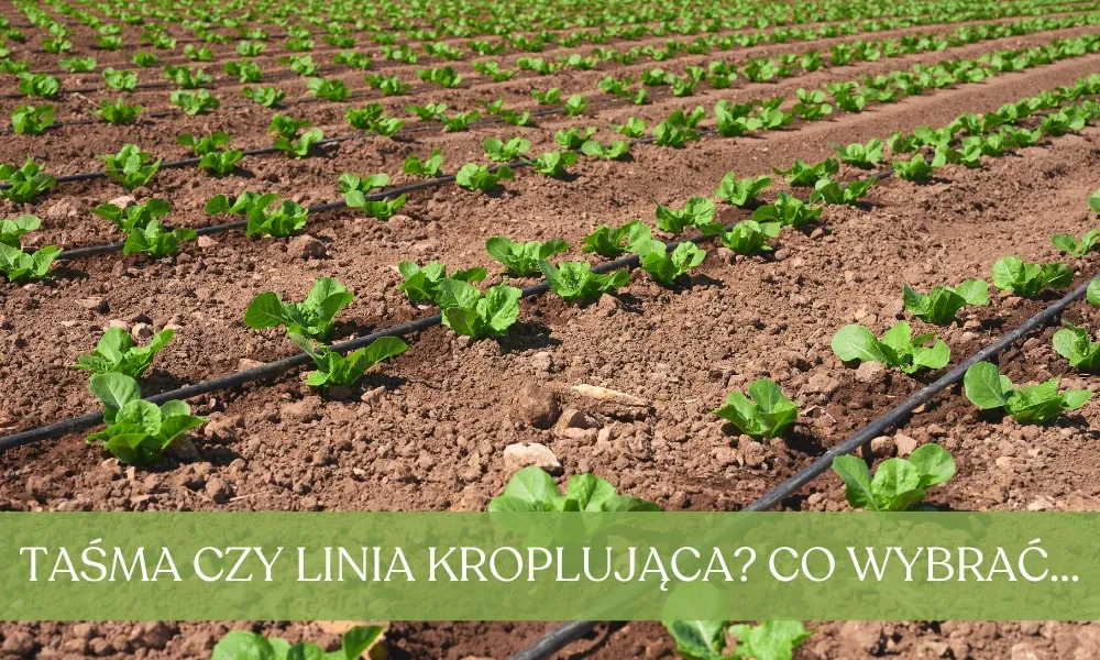 Zdjęcie Linia kroplująca czy zraszacz? Oszczędność, koszty, zastosowanie