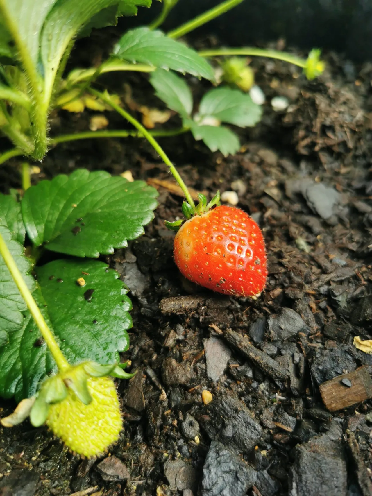 Zdjęcie Jak przygotować glebę pod truskawki, aby uniknąć błędów i uzyskać plony
