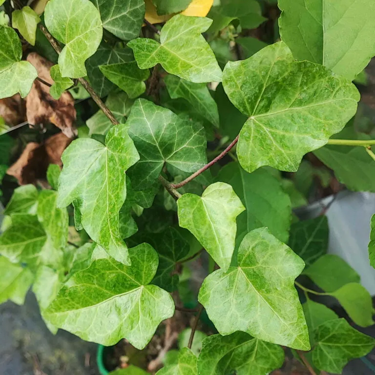Zdjęcie Jakie pnącza wieloletnie na balkon w bloku - piękne i łatwe w pielęgnacji