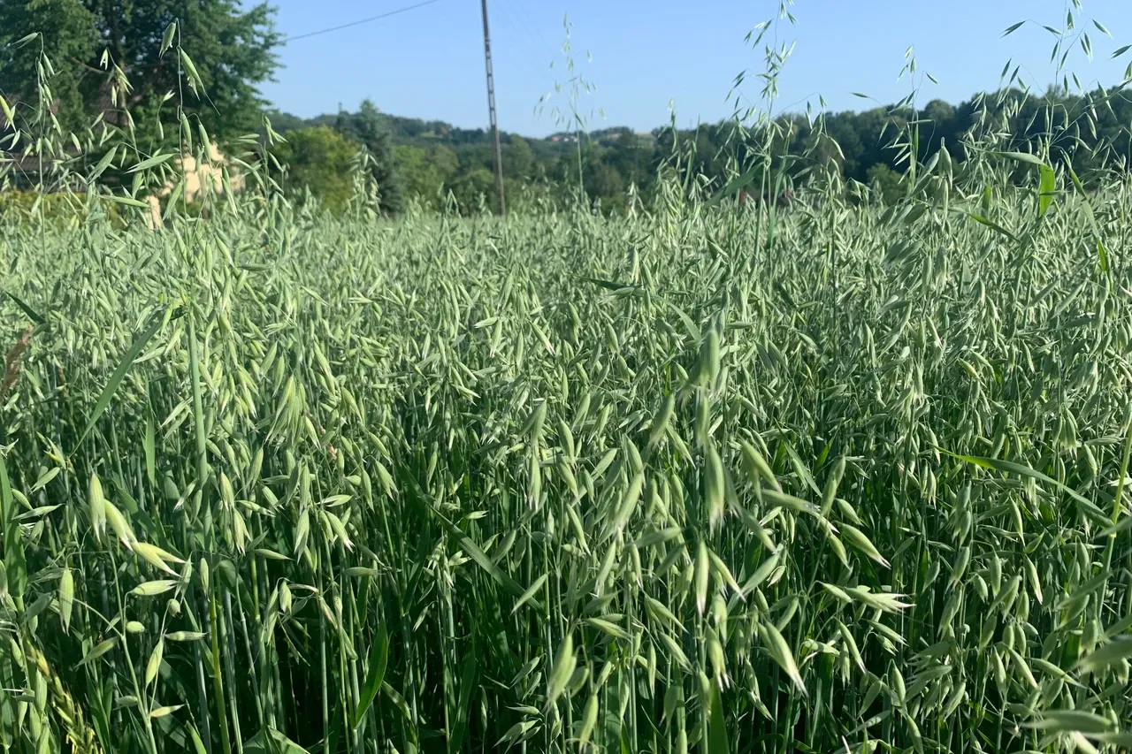 Zdjęcie Jaki nawóz pod owies? Poznaj kluczowe składniki dla wysokich plonów
