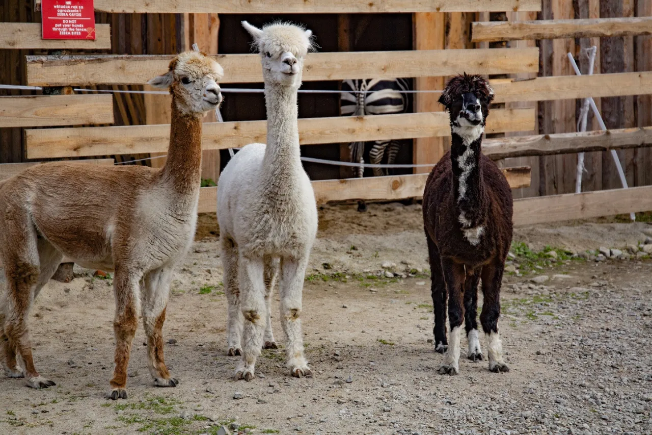 Zdjęcie Mini zoo w Zakopanem to raj dla dzieci i dorosłych. Powody do wizyty