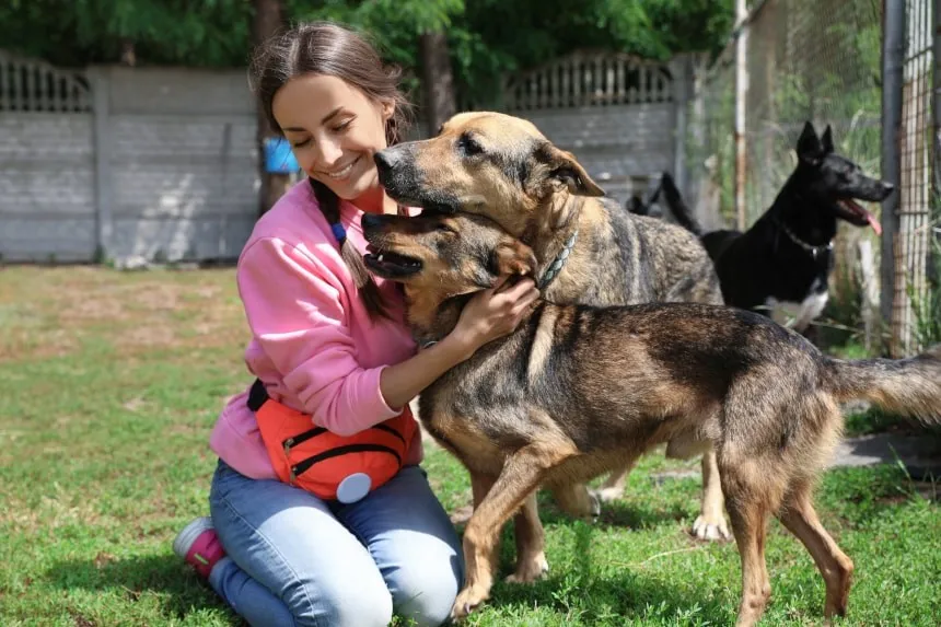 Zdjęcie Wolontariat w schronisku: Jak pomóc zwierzętom i dołączyć do akcji