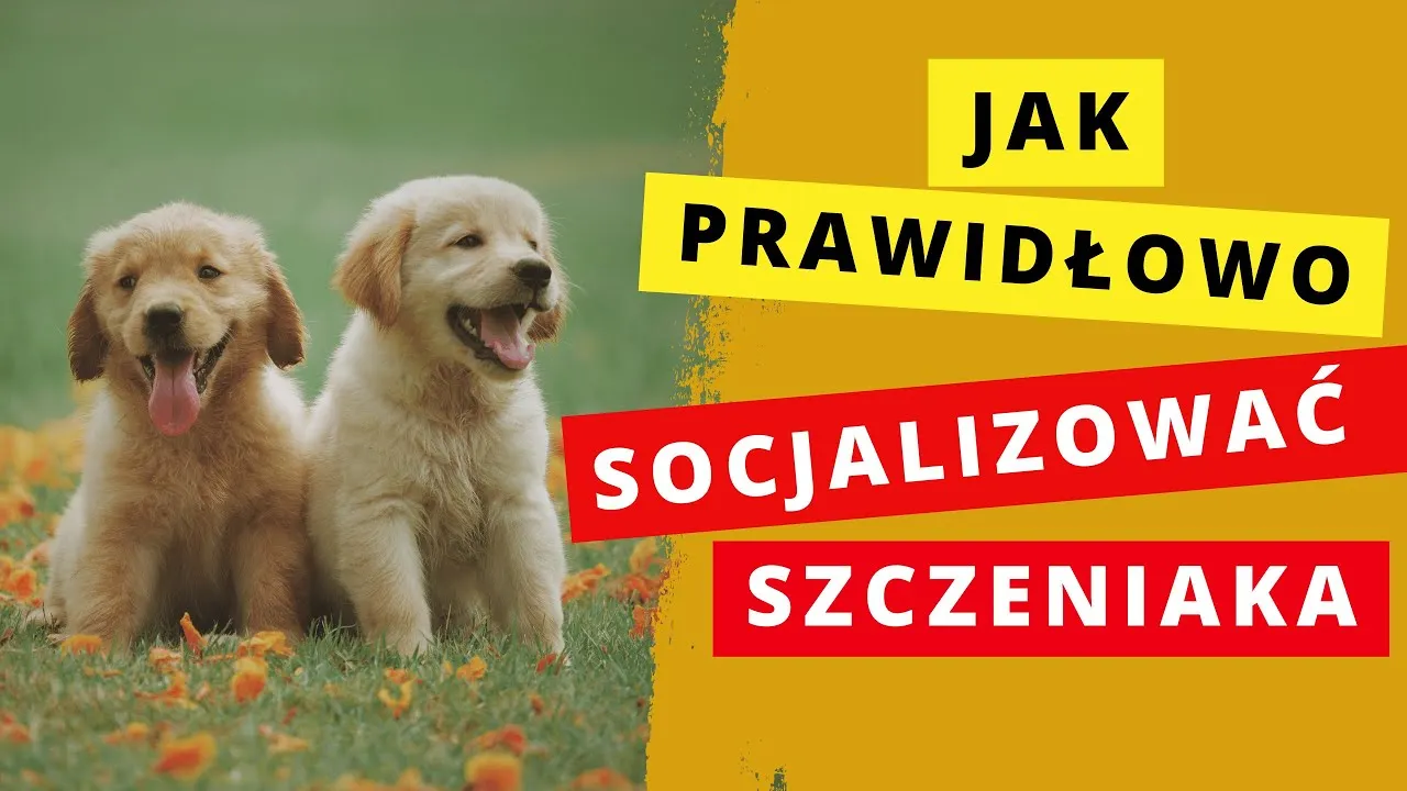 Zdjęcie Jak socjalizować szczeniaka, aby uniknąć problemów w przyszłości