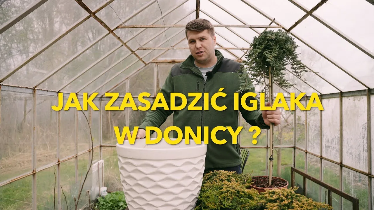 Zdjęcie Jaką ziemię do iglaków w donicach wybrać, aby uniknąć problemów?