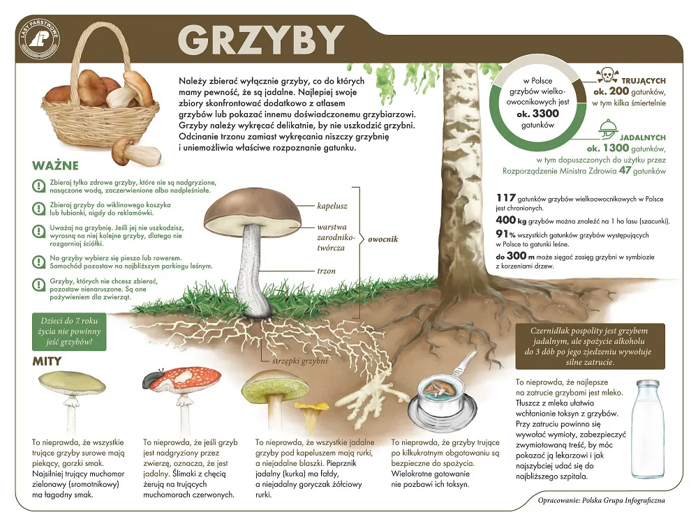 Zdjęcie Kiedy grzyby pojawiają się w lesie? Sekrety udanego grzybobrania