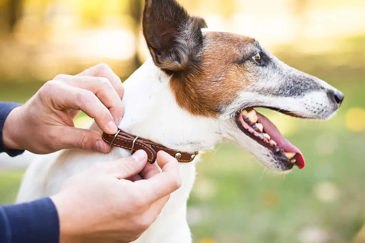 Zdjęcie Najlepsza obroża dla border collie – uniknij błędów przy wyborze