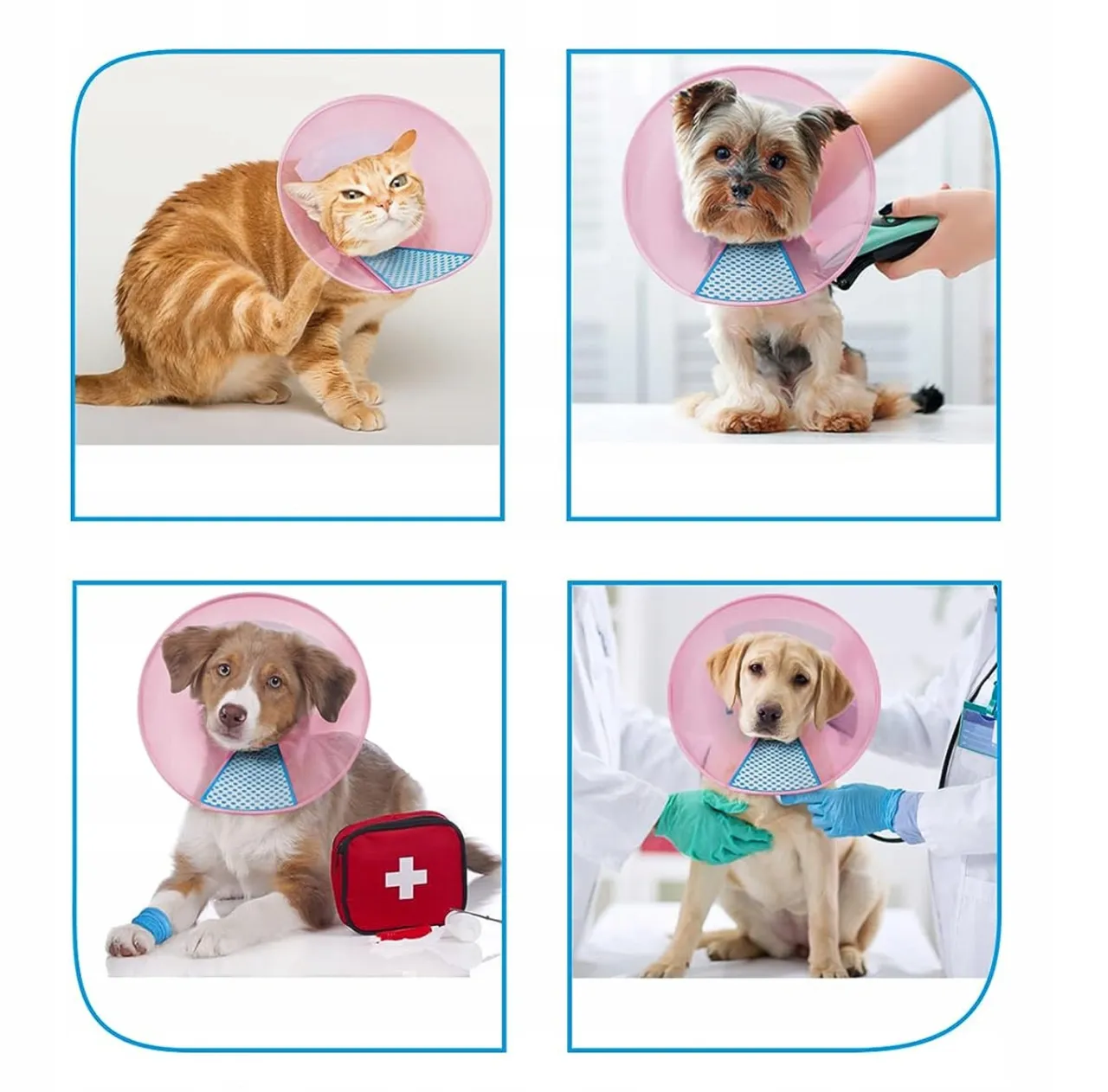 Zdjęcie Ile kosztuje kołnierz dla psa? Ceny i porównanie różnych modeli