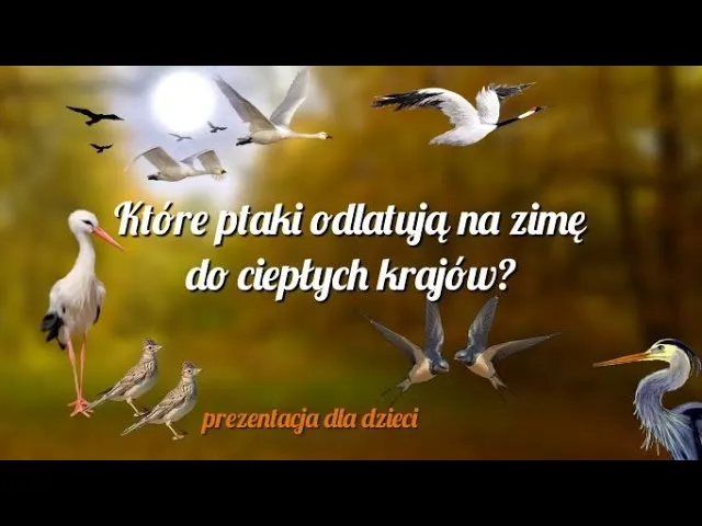 Zdjęcie Ptaki które odlatują na zimę film edukacyjny - poznaj ich tajemnice