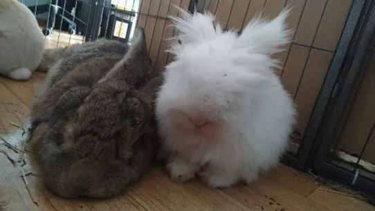 Zdjęcie Jak robi królik - zrozum jego emocje i potrzeby w zachowaniach