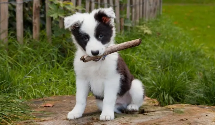 Zdjęcie Kiedy szczeniak border collie zmienia sierść i jak to przetrwać