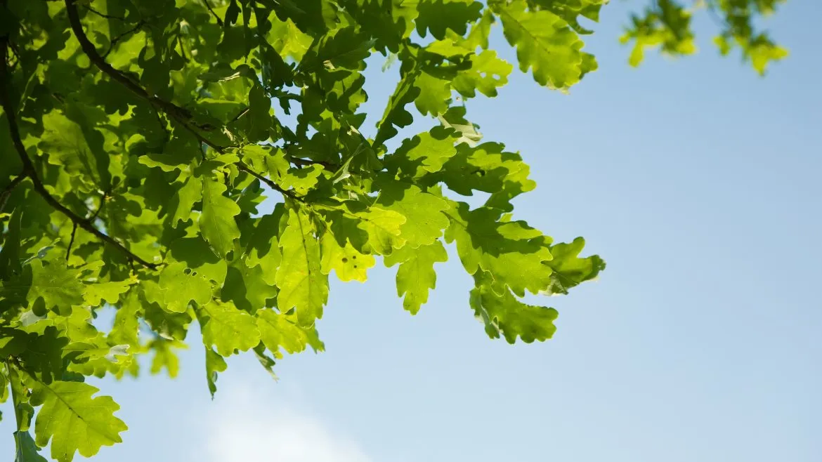 Zdjęcie Jakie drzewa sadzić na osiedlach, aby uniknąć problemów z korzeniami