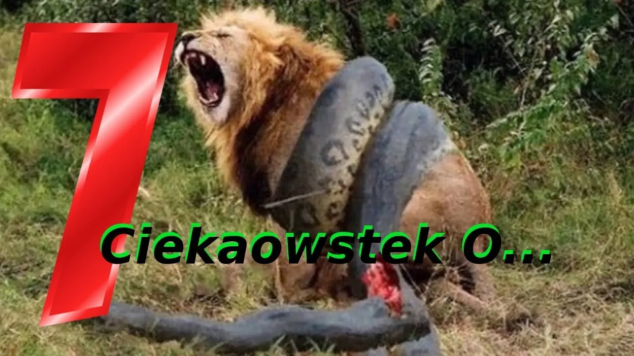Zdjęcie Film o anakondach: Zaskakująca fabuła i kontrowersje w recenzjach