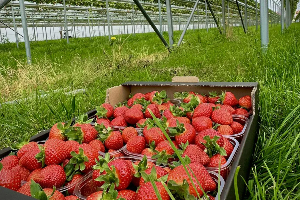 Zdjęcie Kiedy kończy się sezon na truskawki? Zaskakujące zmiany w 2025 roku