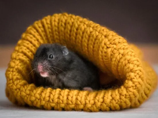 Zdjęcie Czy chomik uczula dzieci? Objawy alergii, które warto znać