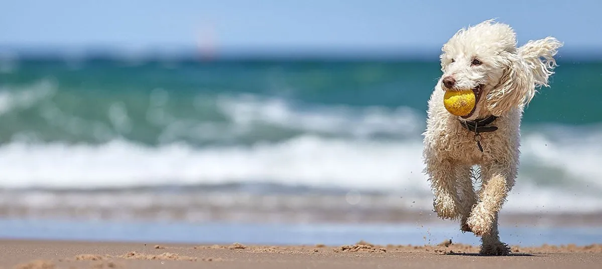 Zdjęcie Gdzie nad morze z psem? Odkryj najlepsze plaże i porady dla właścicieli