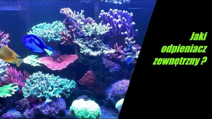 por&oacute;wnanie odpieniaczy akwariowych r&oacute;żnych marek