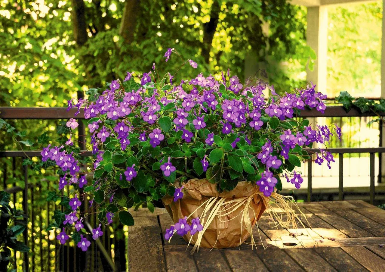 aranżacje roślin na balkon słoneczny i cienisty