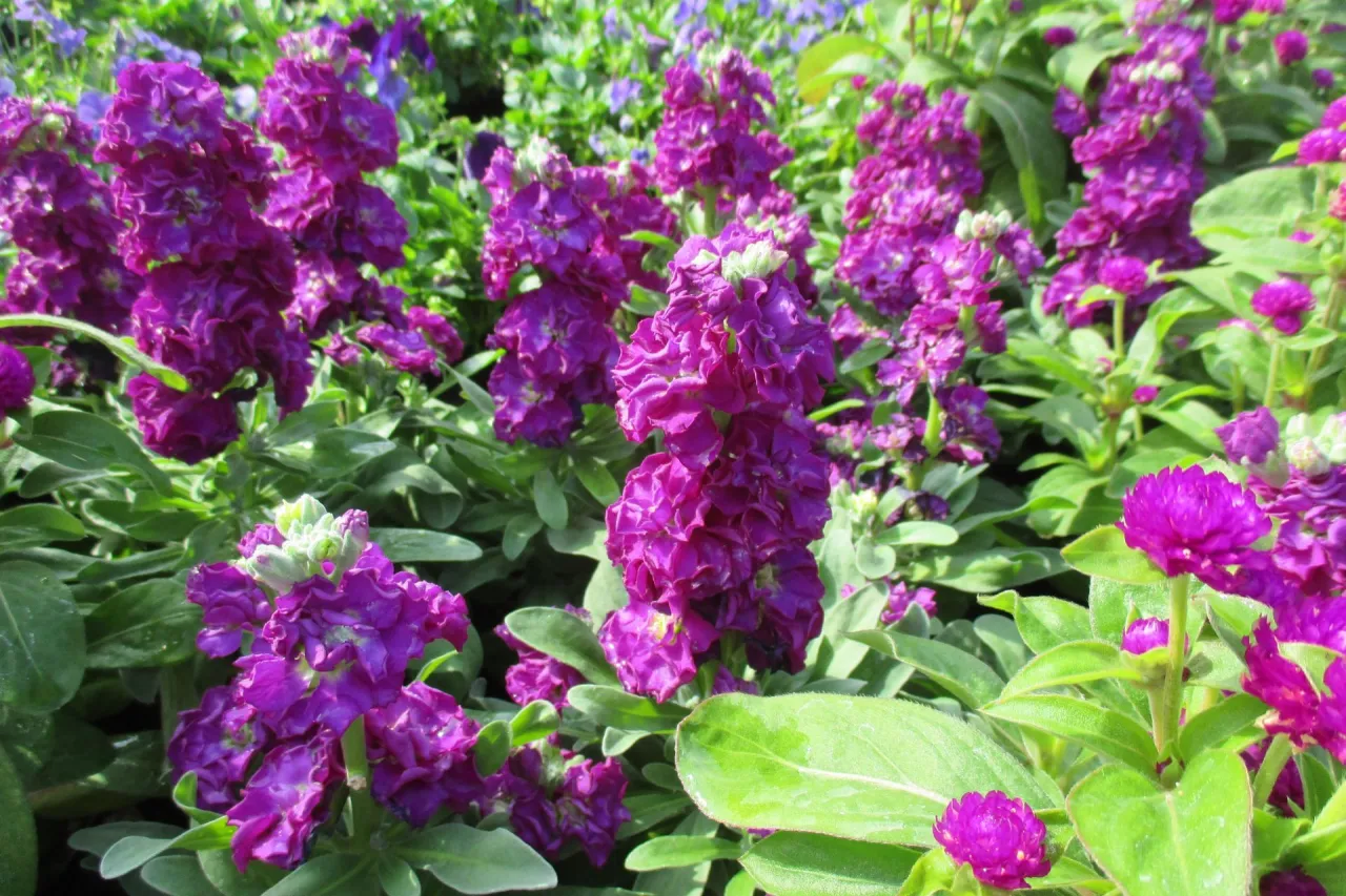 sadzenie lewkonii do gruntu