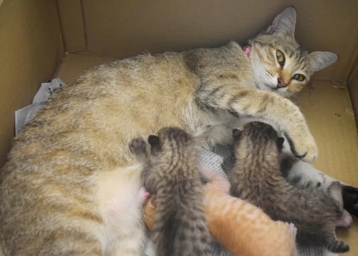 kociak choroba sieroca