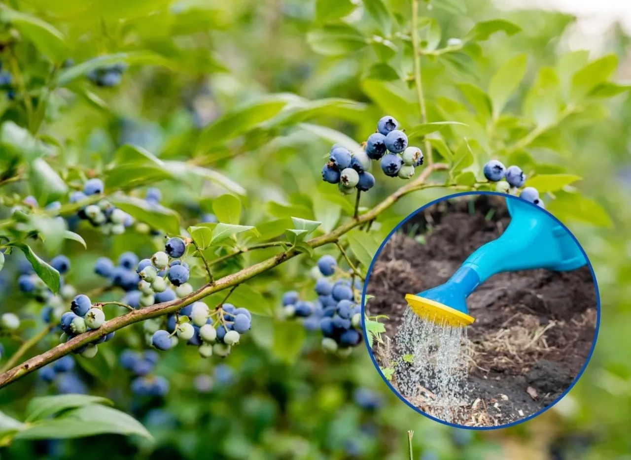 Pielęgnacja borówki amerykańskiej: podlewanie krzewów z dojrzałymi owocami.