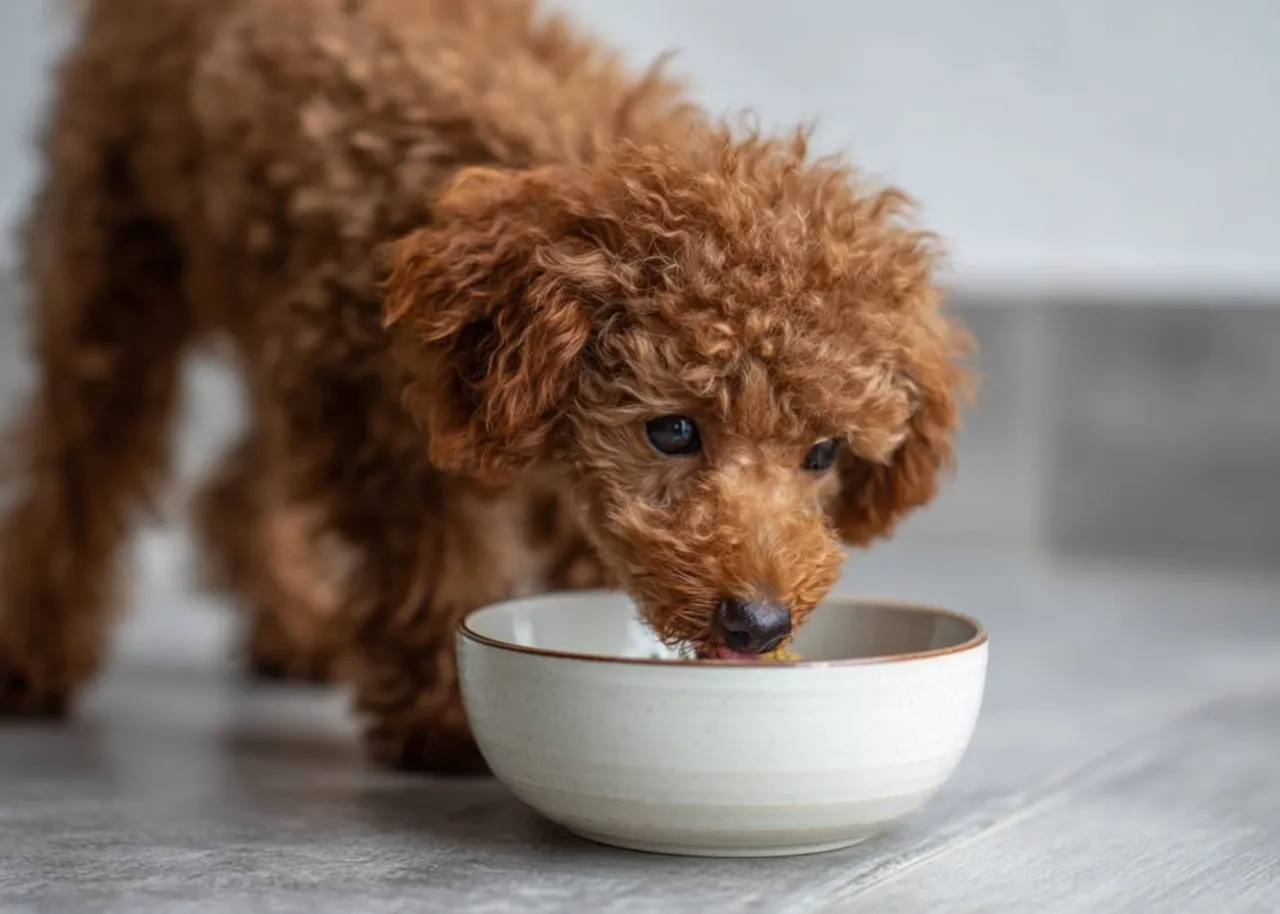 Układ trawienny psa schemat