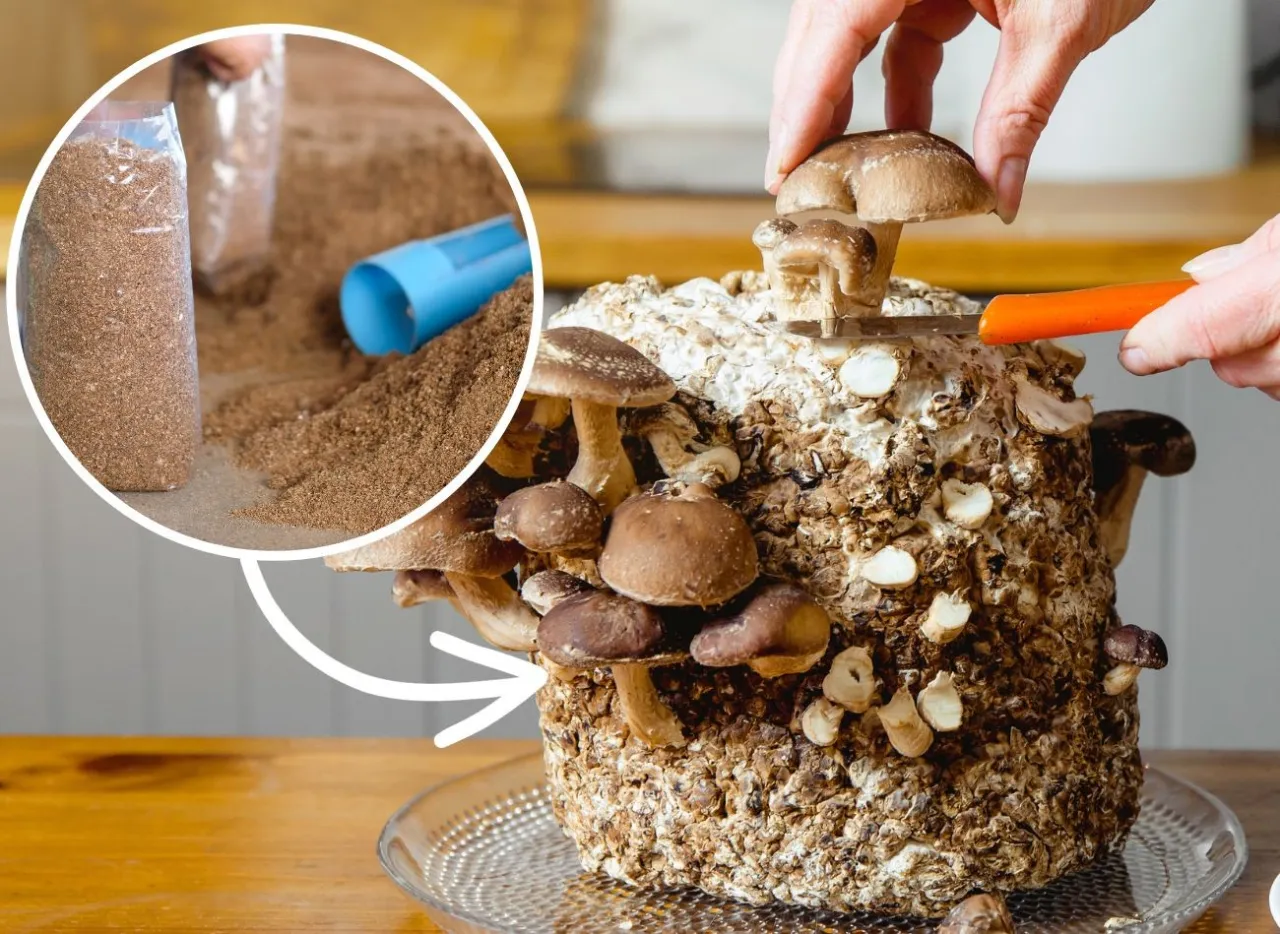 domowa uprawa grzyb&oacute;w na szalce petriego