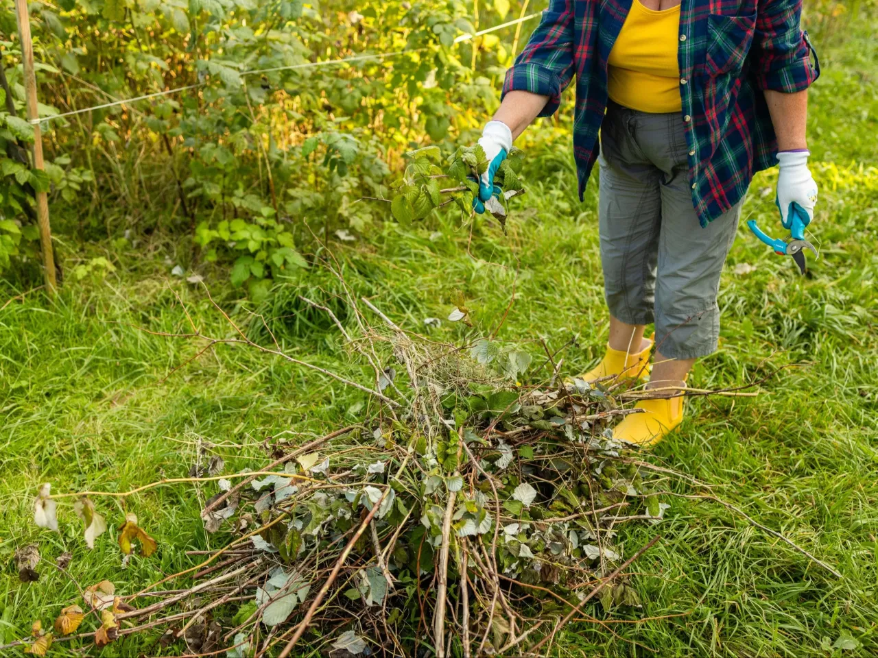 Osoba w ż&oacute;łtych kaloszach przycina malinojeżyny, zbierając gałęzie do kupki.