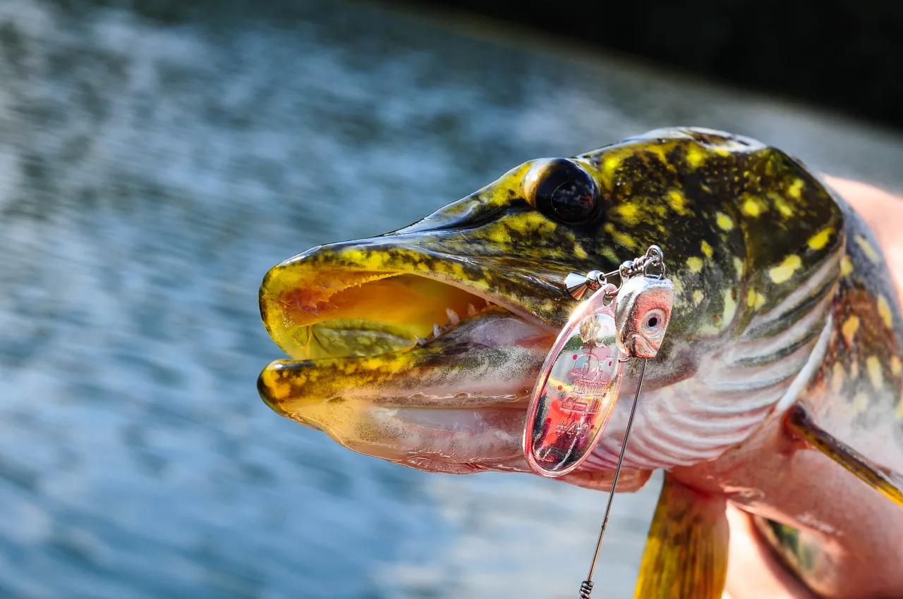 Różne typy metalowych przynęt na szczupaka (wahadłowe, obrotowe, cykady)
